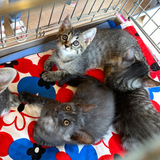 スモーク黒ちゃんとキジの兄弟 − 愛知県