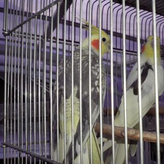 オカメインコ
