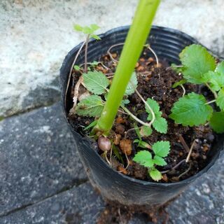 数珠玉　苗の画像