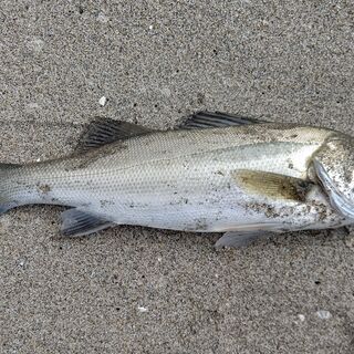 海釣り一緒にしませんか？