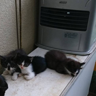 子猫