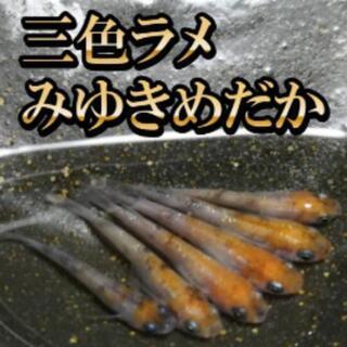 【お得なみゆきめだかセット】三色ラメみゆきめだかと極上フルボディ...