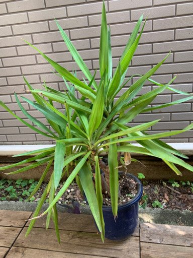観葉植物　ユッカ 青年の木　約60cm