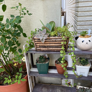 多肉植物　寄せ植えの画像