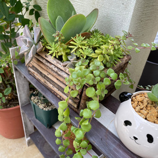 多肉植物　寄せ植えの画像