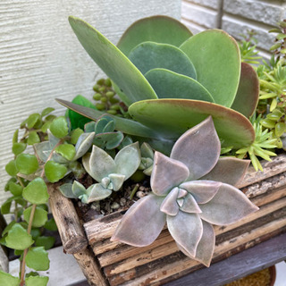 多肉植物　寄せ植えの画像