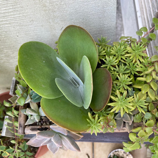 多肉植物　寄せ植えの画像