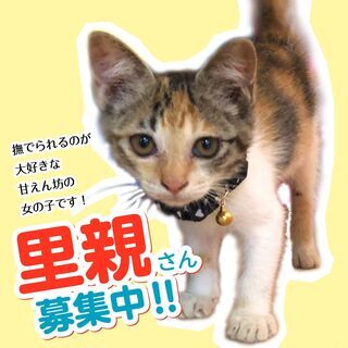 保護した子猫の里親募集中です