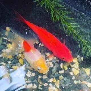 【せたがや生まれの金魚】金魚っ子クラブ