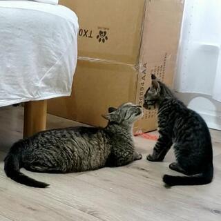 【子猫3匹と母猫の家族が全て決まりました！ありがとうございました】