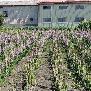 グラジオラスの花１本30円の画像