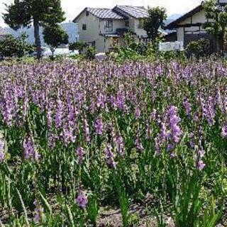 グラジオラスの花１本30円の画像