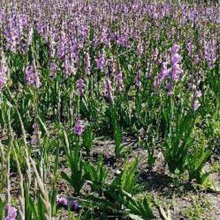 グラジオラスの花１本30円の画像