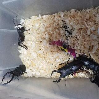 (お話し中です)天然物 ノコギリクワガタ 5ペア！