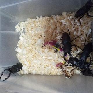 (お話し中です)天然物 ノコギリクワガタ 5ペア！の画像