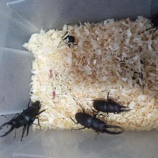 (お話し中です)天然物 ノコギリクワガタ 5ペア！の画像