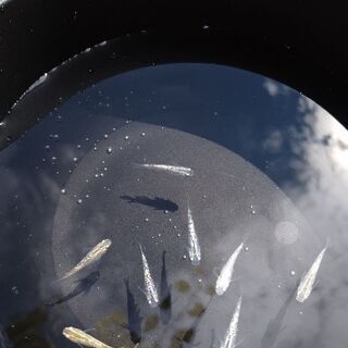 めだか格安2021の画像