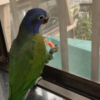 アケボノインコがいなくなりました