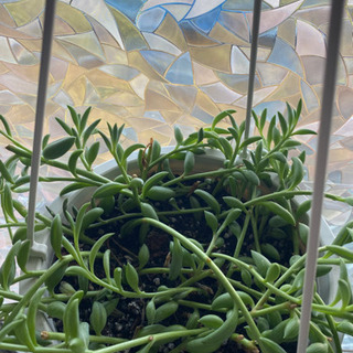 【多肉植物】アーモンドネックレス
