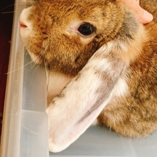 うさぎ