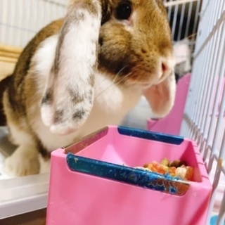 うさぎ - その他