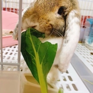 うさぎ - 里親募集