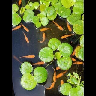 メダカ　紅帝幼魚２０匹
