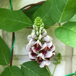 アピオス　種芋　画像5枚目が現物の画像