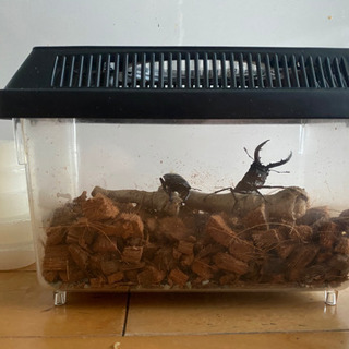 クワガタ　雄(オス) 雌(メス)ペア  3点セット付き カゴ付き・ダニ防止加工済み土・ゼリー　の画像