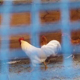 にわとり　オス　里親探しています