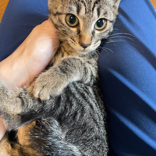 キジ猫さん２ヶ月半ぐらい