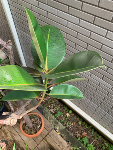 観葉植物　ゴムの木　約160cm インテリア　ガーデニング