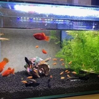 ★熱帯魚★レッドムーン（プラティ）幼魚の画像