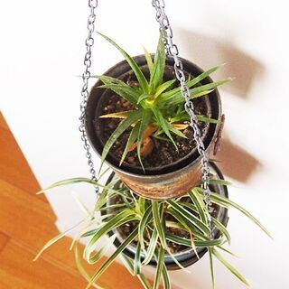 吊り下げ式　シャビ―な２連プランター　植物付き１の画像