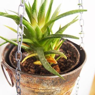 吊り下げ式　シャビ―な２連プランター　植物付き１の画像