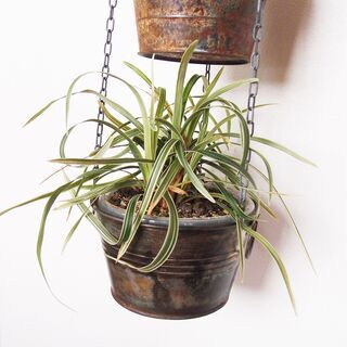 吊り下げ式　シャビ―な２連プランター　植物付き１の画像