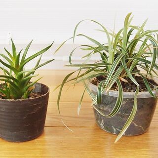 吊り下げ式　シャビ―な２連プランター　植物付き１の画像