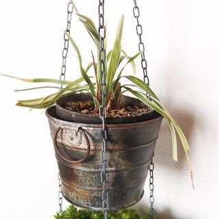 吊り下げ式　シャビ―な２連プランター　植物付き２の画像