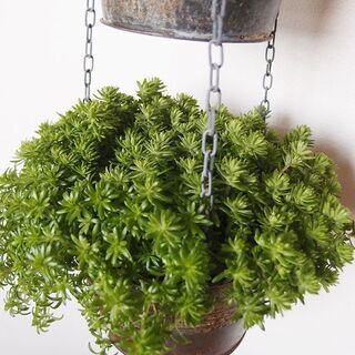 吊り下げ式　シャビ―な２連プランター　植物付き２の画像