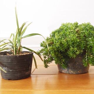 吊り下げ式　シャビ―な２連プランター　植物付き２の画像