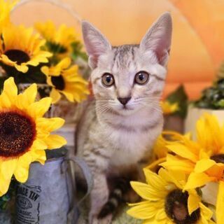 綺麗な麦わら模様の子猫  女の子2ヶ月位 美猫ちゃん