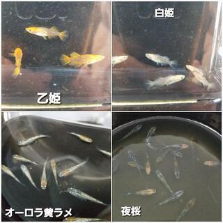 メダカいろいろ  7月16日の画像
