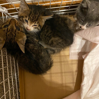 子猫4匹オス　