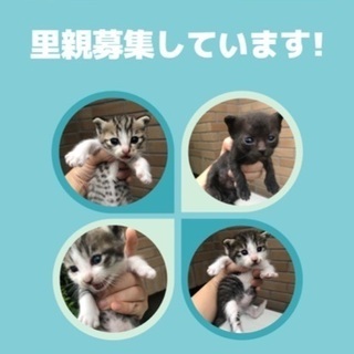 生後1ヶ月の猫ちゃんの家族になってくださる方