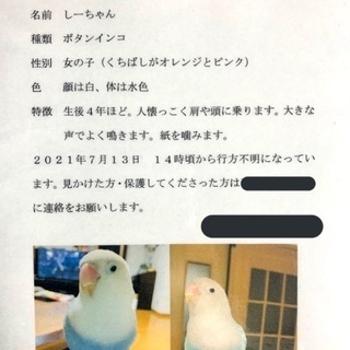 行方不明になったボタンインコを探しています