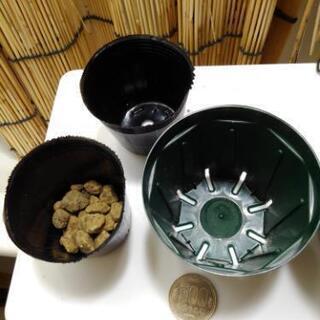 初心者さま向け　多肉植物の土アドバイス　九州南部編　その１