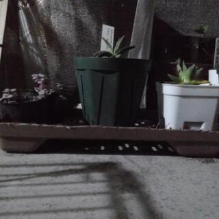 初心者さま向け　多肉植物夏場の管理など　その２