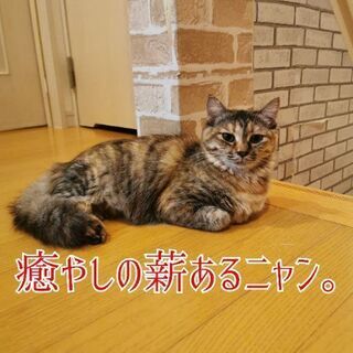 HIASOBI 　ナチュラル🔥ウッド　オリジナルステッカー　ラミ...