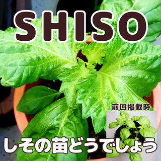 ☆夏といえば☆ＳＨＩＳＯ！vol.３☆１苗20円 無料キャンペー...