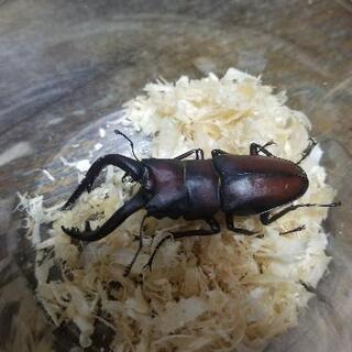 天然物　ノコギリクワガタ　ペア　60upの画像